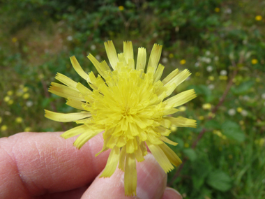 Unique fleur jaune dotée de languettes. Agrandir dans une nouvelle fenêtre (ou onglet)